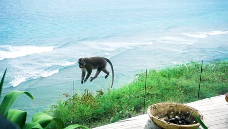 Monkey-walking-on-a-grass-railing-on-a-beachside-balcony-on-Bali,-Indonesia