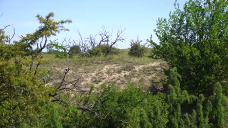 Establishing-shot-of-Fulophaza,-Hungary-sand-dunes-framed-by-bushes