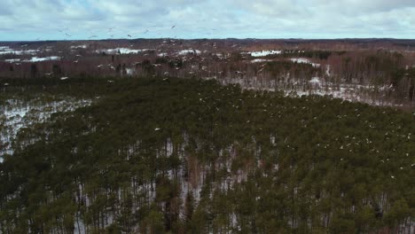 Drone-view-of-the-forest-massif-from-above