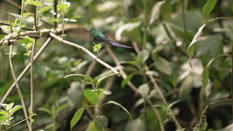 Colorful-long-tailed-sylph-hummingbird-takes-off-from-branch-in-the-forest