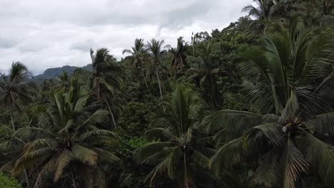 Vuelo-Aéreo-Lento-Entre-Palmeras-Tropicales-En-Pendiente-Durante-El-Día-Nublado-En-Bali,-Indonesia