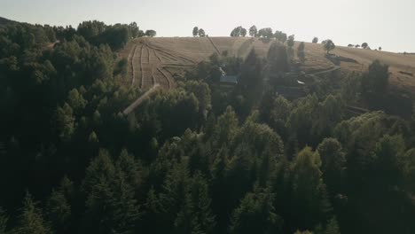 Flying-forward-with-FPV-racing-drone-towards-a-meadow-with-lines-of-dried-hay-and-haystacks-in-a-scenic-countryside-with-spruce-forest-in-the-background