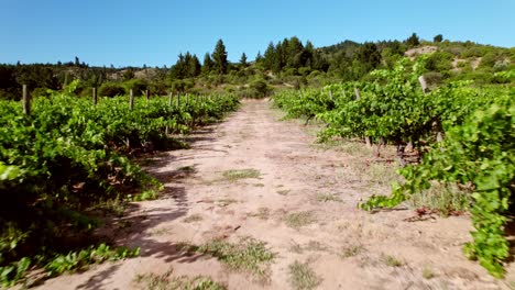 Low-aerial-dolly-above-the-ground-in-ripe-vineyards-in-the-Maule-Valley-Region