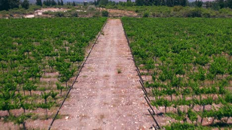 Aerial-dolly-along-calcareous-soil-in-between-young-vineyards-in-Maipo-Valley,-Pirque