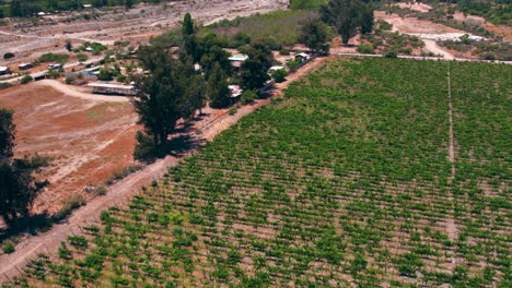 Establishing-shot-of-the-dry-vineyards-in-Maipo-Valley,-Pirque-with-stunning-mountains