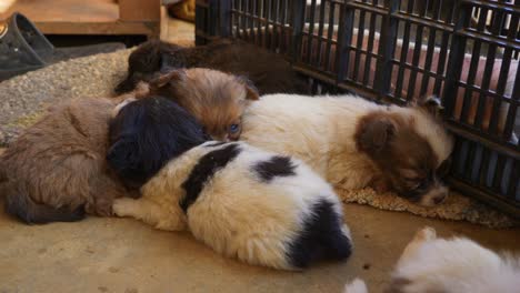 Cachorros-Recién-Nacidos-Agotados-Durmiendo-Juntos-Después-De-Jugar-Con-Los-Cachorros