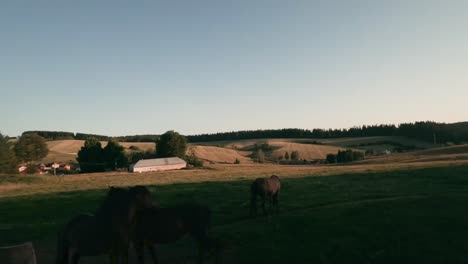 Flying-very-close-and-fast-with-a-racing-FPV-drone-around-a-pair-of-gentle-Hucul-horses-scratching-each-other