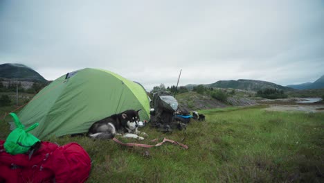 Raza-De-Perro-Malamute-De-Alaska-Descansando-Cerca-De-Tiendas-De-Campaña-En-La-Isla-De-Onøya,-Condado-De-Nordland,-Noruega