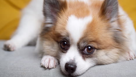 Chihuahua-Hund-Liegt-Auf-Einem-Bequemen-Sofa-Und-Blickt-In-Eine-Kamera-Im-Wohnzimmer