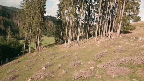 Aerial-cinematic-footage-from-FPV-racing-drone-flying-through-a-patch-of-spruce-trees-in-Saling,-Cierny-Balog,-Central-Slovakia