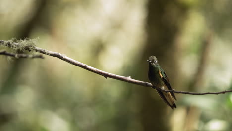 Close-up-shot-of-two-Buff-tailed-Coronet-hummingbirds-on-a-branch-with-a-blurred-background