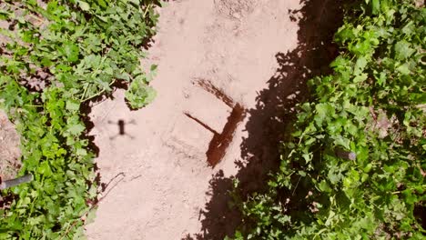 Aufsteigende-Luftaufnahme-Der-Weinberge-Im-Maule-Tal,-Chile