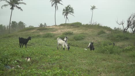 Herd-of-goats-grazing-on-the-grass-in-a-pasture