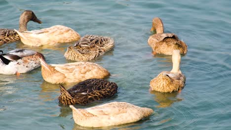 Close-up-of-a-small-group-of-ducks-swimming,-their-heads-submerged-underwater-while-feeding-and-creating-ripples