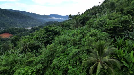 Aufsteigende-Luftaufnahme-Des-üppigen-Tropischen-Regenwaldes-Auf-Den-Philippinen