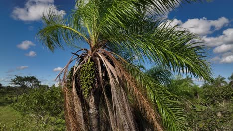 Three-close-up-jungle-of-Bolivia-rinforest-with-palm