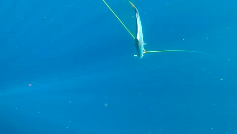 Gelbschwanzfische-Kämpfen-Im-Wasser,-Während-Lichtstrahlen-Schwimmend-Auf-Ihn-Herabfallen