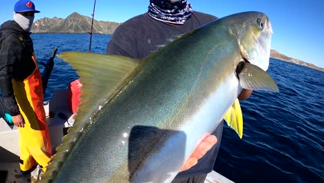 Fishermen-holds-yellowtail-fish-by-mouth-and-shows-off-excellent-catch