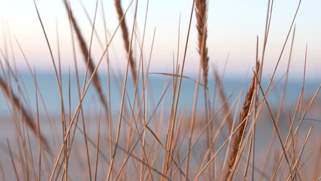 Close-up-Of-A-Beach-Grass-In-A-Shallow-Depth-Of-Field