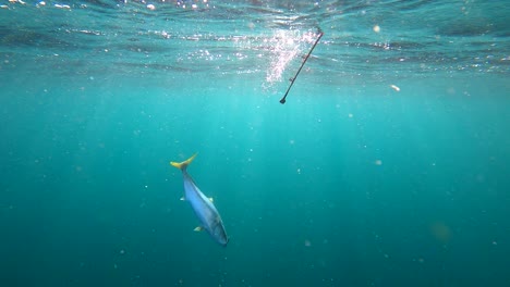 Die-Angelrute-Wird-Unter-Dem-Tiefblauen-Meerwasser-Gezogen,-Während-Der-Gelbschwanzfisch-Um-Seine-Flucht-Kämpft