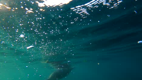 Camera-dips-underwater-as-bubbles-rush-to-the-surface-revealing-majestic-seal