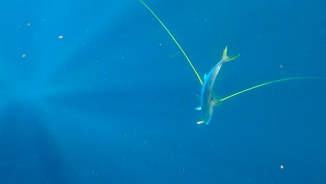 Gelbschwanzfische-Auf-Gelber-Linie-Im-Offenen-Ozean-Platziert,-Während-Lichtstrahlen-Vorbeiströmen