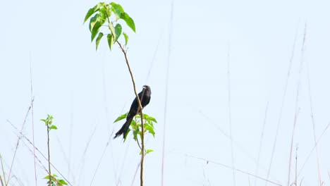 A-drongo-bird-sits-alone-on-a-green-leafed-branch,-cleaning-itself-against-a-blue-sky