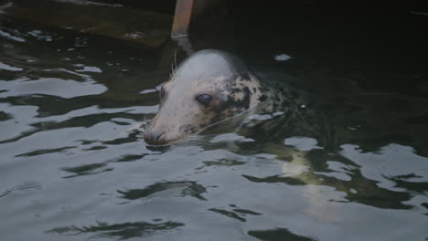 Witness-a-common-seal-peeking-over-the-water's-surface-at-Skansen-open-air-museum-in-Stockholm,-Sweden