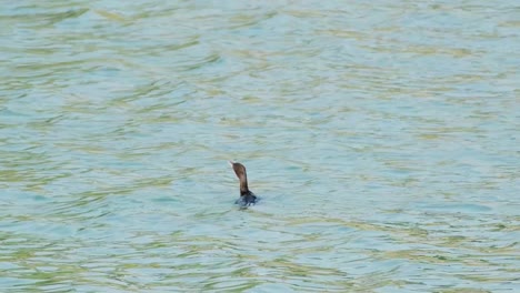 A-cormorant-eats-a-freshly-caught-fish-while-swimming-in-a-serene-lake