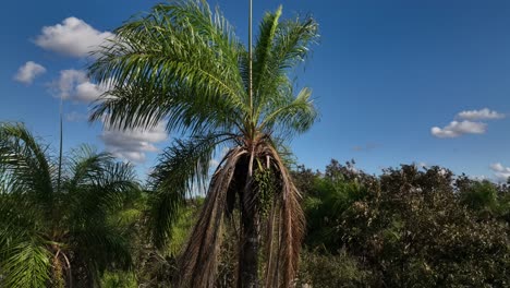 Three-close-up-jungle-of-Bolivia-rinforest-with-palm