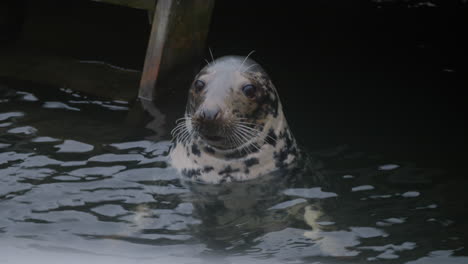 Watch-as-a-common-seal-breathes-through-its-nose,-shakes-its-whiskers-and-closes-its-eyes-at-Skansen-open-air-museum-in-Stockholm,-Sweden