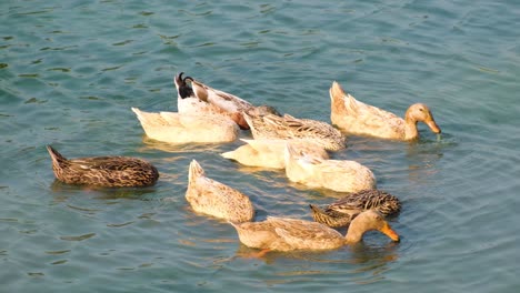 Eine-Kleine-Gruppe-Enten-Schwimmt-Und-Macht-Wellen,-Während-Sie-Ihren-Kopf-Zum-Fressen-Unter-Wasser-Tauchen