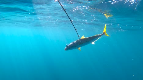 Yellowtail-fish-and-fishing-pole-underwater-with-beautiful-light-streaming-through