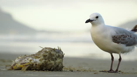 Close-up-of-a-seagull-eating-from-the-remains-of-an-animal-on-a-lonely-beach