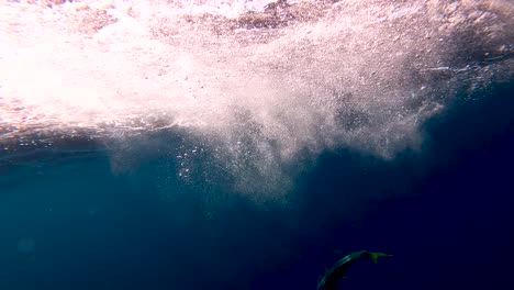 Gelbschwanzfische-Schlagen-Um-Sich,-Um-Zu-Entkommen,-Wodurch-Blasen-An-Die-Oberfläche-Steigen