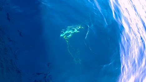 Draufsicht-Auf-Gelbschwanzfische,-Die-Unter-Der-Offenen-Meeresoberfläche-Kämpfen