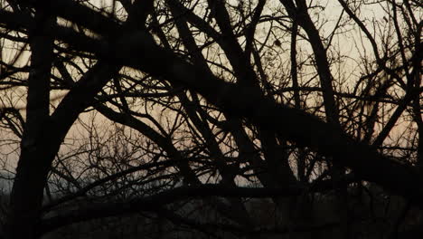 Zeitraffer-Des-Sonnenuntergangs-Durch-Bäume