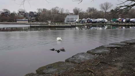 Swans-swimming-in-a-Hamilton-harbor-in-winter