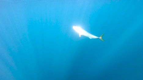 Slow-motion-view-of-yellowtail-fish-glistening-under-water-in-open-ocean