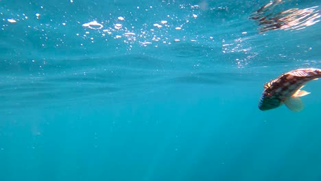 Unterwasseransicht-Von-Gefangenen-Schafkopffischen,-Die-In-Zeitlupe-An-Die-Oberfläche-Steigen