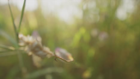 Kleine-Wildblumen-In-Der-Natur,-Nahaufnahme,-Selektiver-Fokus
