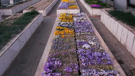 Gewächshaus-Mit-Frühlingsblumen.-Blick-Von-Einer-Drohne