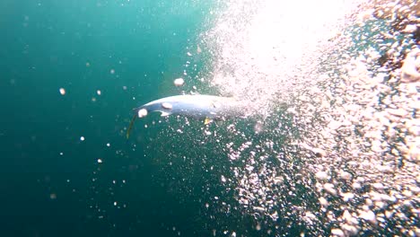 Yellowtail-fish-caught-on-spoon-lure-rises-alongside-dramatic-bubbles-in-open-ocean