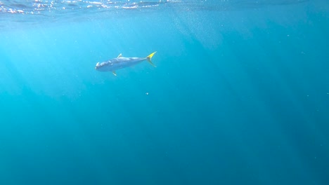 Gelbschwanzfische-Schwimmen-Gefangen-Auf-Ködern,-Während-Lichtstrahlen-Durch-Den-Ozean-Strömen