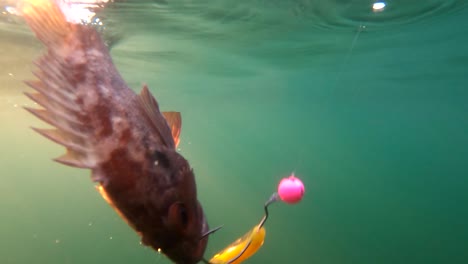 Sculpin-caught-on-jig-lure-rises-to-surface-of-green-water-in-Mexico