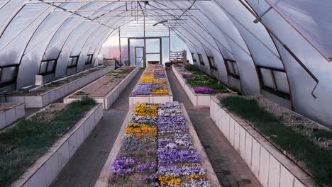 Greenhouse-with-spring-flowers.-View-from-a-drone