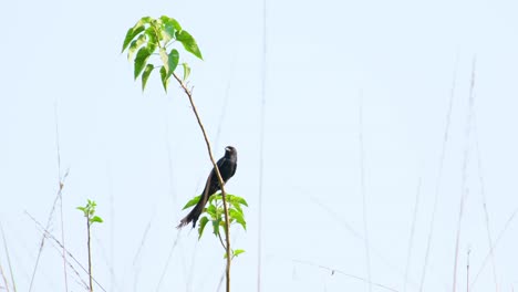 A-drongo-bird-sits-watchfully-on-a-lonely-branch-with-green-leaves-against-the-backdrop-of-a-blue-sky