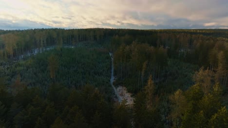 Aerial-landscape-shot-during-sunset-of-a-pinewood-tree-during-a-pink-sky-cloudy-day-in-Czech-Republic