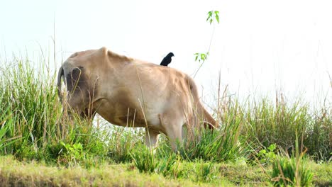 A-drongo-bird-perches-on-a-grazing-cow,-picking-off-parasites-to-maintain-the-cow's-health,-showcasing-nature's-symbiotic-relationships