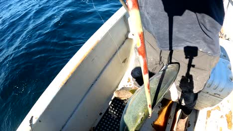 Gelbschwanzfische-Werden-An-Bord-Gebracht,-Nachdem-Sie-An-Einem-Sonnigen-Tag-Mit-Kurbelködern-Gefangen-Wurden